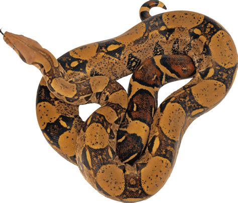 Python Snake Png Transparent Python Snakepng Images Pluspng