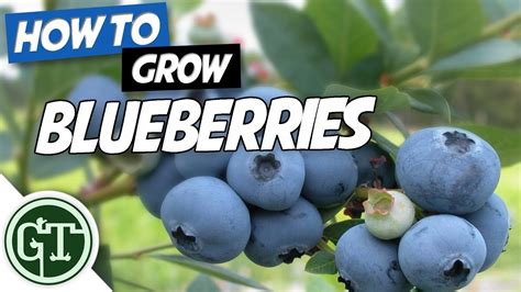 How To Grow Blueberries In Containers Growing