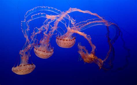 Jellyfish Pacific Sea Nettles Chrysaora Fuscescens