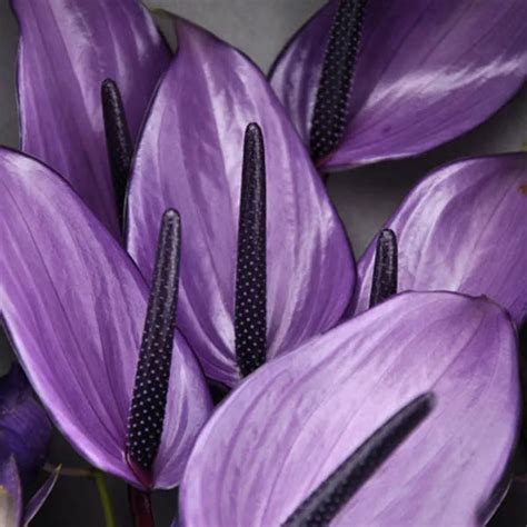 100 Pcs Rare Flower Seeds Purple Anthurium Andraeanu Seeds Balcony Potted Flower Seeds Plants In