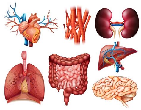 Rganos Del Cuerpo Humano Cu Ntos Tiene Cu Les Son Caracter Sticas Y