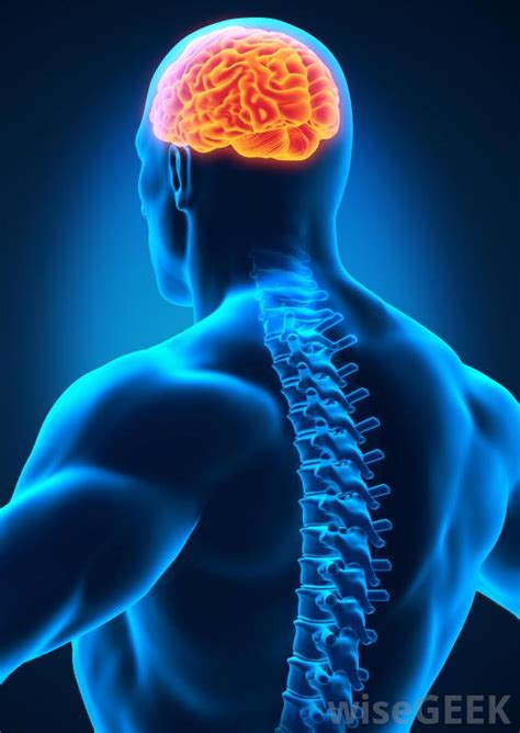 Sometimes that pain in your neck is more than an annoyance. The Brain And Spinal Cord Make Up The Jiskha A Clear Fluid ...