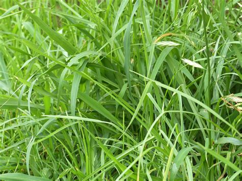 What Does An Overgrazed Grass Plant Look Like Agricultural Insights