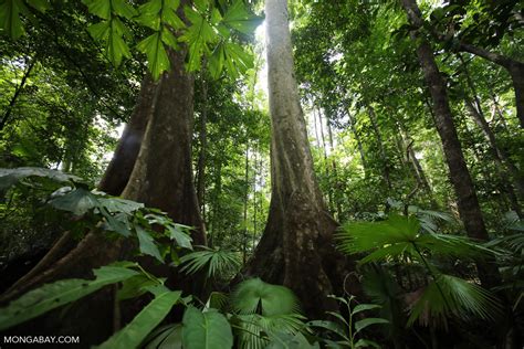 Indonesian Rainforest