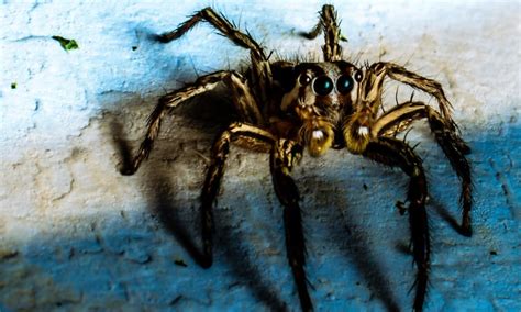 Gefahrliche spinnen in deutschland werden unwissentlich importiert. Diese giftige Spinne verbreitet sich in Deutschland ...