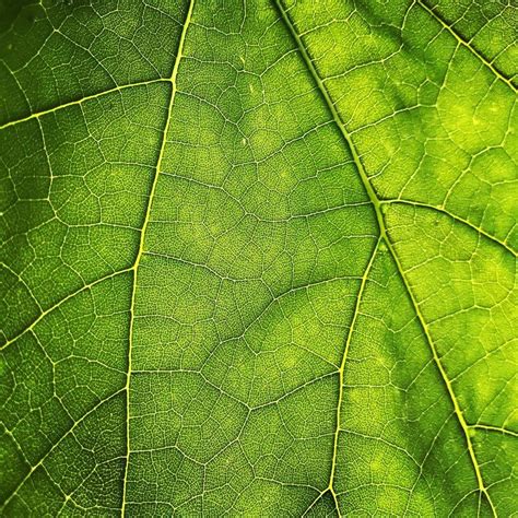 Leaf Texture Wallpapers Top Free Leaf Texture Backgrounds