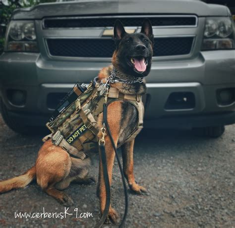 Military K9 Equipment Mp Special Operations K9 Harness