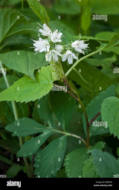 Virginia Waterleaf Hydrophyllum Virginianum In Bloom In Spring In
