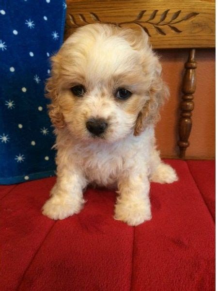 Purebred pups of iowa is your cavachon puppy breeder, offering cavachon puppies for sale in iowa, minnesota, illinois and wisconsin! Cavachon Puppies For Sale | South Carolina 9, SC #283190