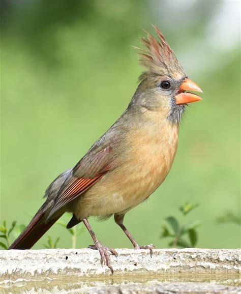 Picture Of A Female Cardinal Bird Sing Pet Birds Beautiful Birds