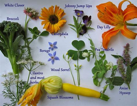 a huge list of edible plants and weeds for survival offgridhub edible flower garden edible