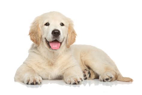 Cute Puppy Png Pic Png All Png All