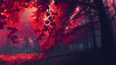 Nature Red Leaves Mist Red Wallpapers Hd Desktop And Mobile
