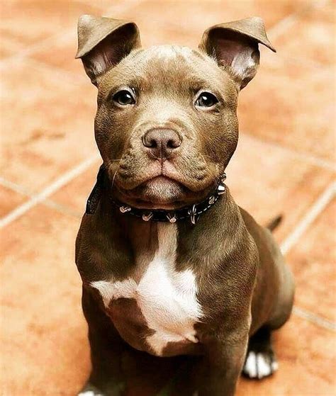Pin By No Ey On Pitbulls Very Cute Dogs Cute Dogs Breeds Puppies
