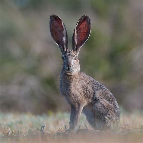 Image Result For Jack Rabbit Portrait Jack Rabbit Cute Animals Animals