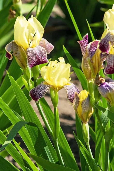 Summer bulbs are planted in the spring for flowers in the summer and fall. 15 Best Late Summer Flowering Bulbs | Summer flowering ...
