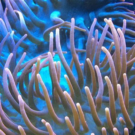 Fotos Gratis Naturaleza Oceano Animal Buceo Submarino Zoo