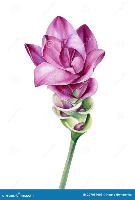 Turmeric Flower On Isolated White Background Watercolor Illustration