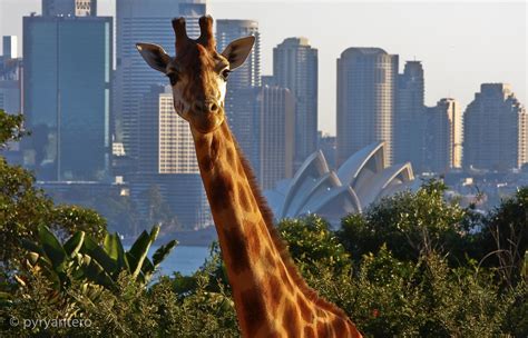 Giraffe In Taronga Zoo In The Backgound Is Sydney Opera House In