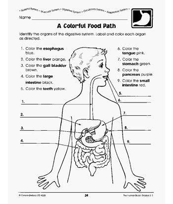 Here are some fun body awareness activities for children. Human Body Worksheets | Human body worksheets, Human body ...