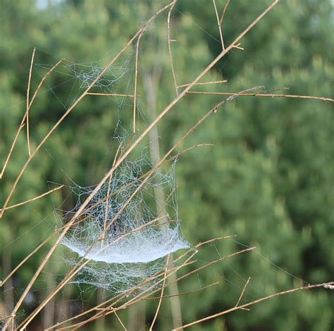 Treatment for brown recluse spider bites will be targeted for specific. spider webs | spidersrule