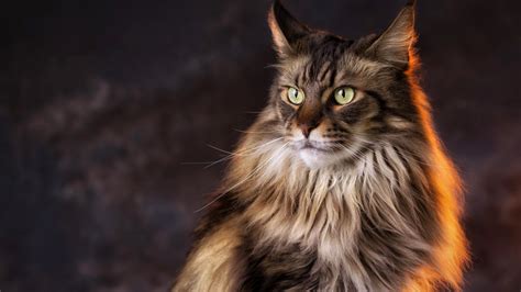 22 Maine Coon Cat Wallpapers Wallpaperboat