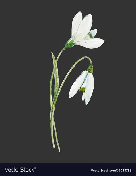 Watercolor Snowdrop Flower Royalty Free Vector Image