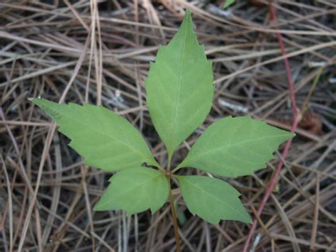 Virginia Creeper Dermatitis Skin Rash Walter Reeves The Georgia