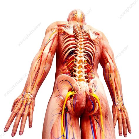 This diagram depicts male organs anatomy.human anatomy diagrams show internal organs, cells, systems, conditions, symptoms and sickness information and/or tips for healthy living. Male anatomy, artwork - Stock Image - F008/0914 - Science Photo Library
