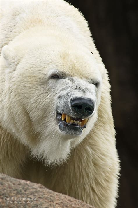 Polar Bear Largest Land Carnivore In The World At The Ph Flickr