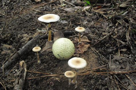 More Alabama Cubes Mushroom Hunting And Identification