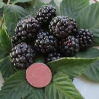 Hurry, our limited inventory will go quickly! Sweetie Pie Blackberry Bush — Just Fruits and Exotics