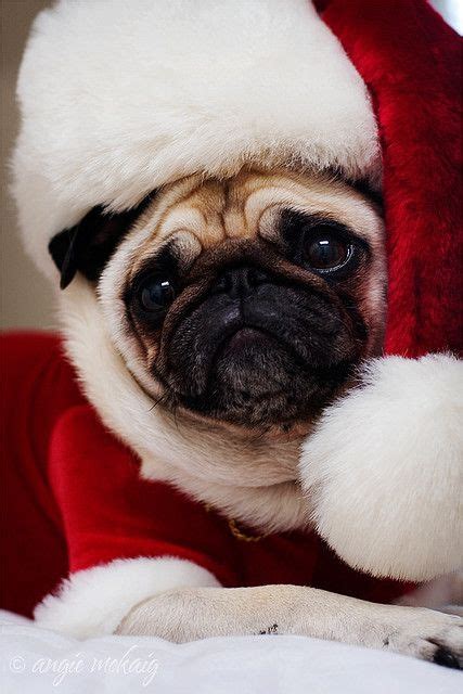 Merry Christmas Pug Cute Pugs Pugs Pugs And Kisses