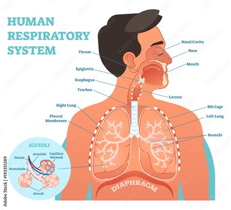 Human Respiratory System Anatomical Vector Illustration Medical Education Cross Section Diagram