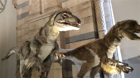 Dinosaurs Are Alive 2 Deinonychus Moving In 26s Live Action At The British Natural History