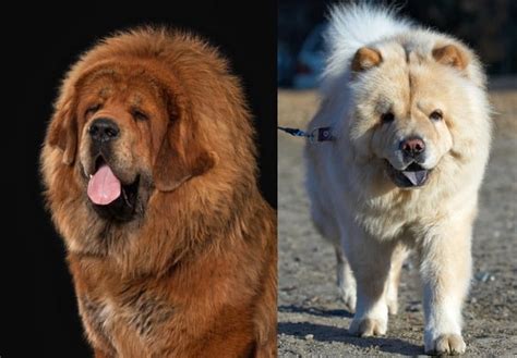 Top 15 Tibetan Mastiff Mix Breeds