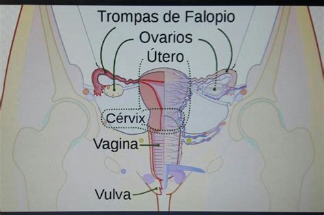 Cuáles Son Los órganos Internos Del Aparato Reproductor Femenino