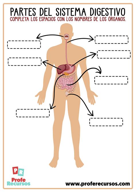 Sistema Digestivo Para Niños Órganos Y Funciones Material Educativo