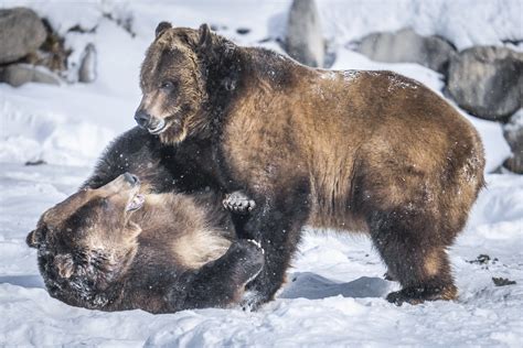 Yellowstone Grizzly Bear Portraits Winter Snow Sony A1 Ilc Flickr