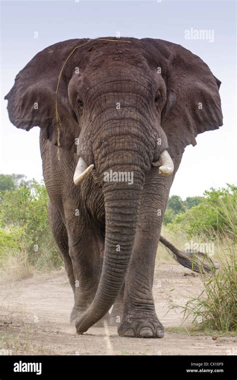 Bull African Elephant Loxodonta Africana Mock Charging Queen