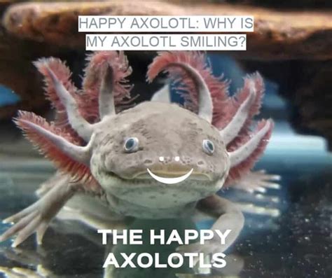 Happy Axolotl Why Is My Axolotl Smiling Pets Checklist