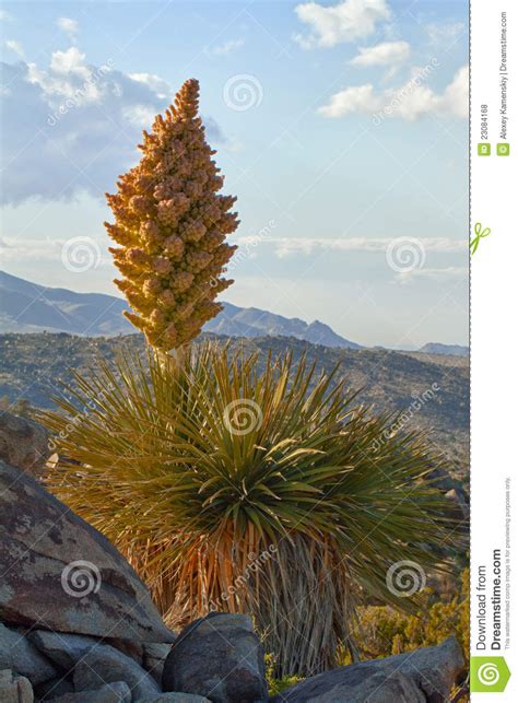 Mojave Yucca Yucca Schidigera At Sunset Stock Photo