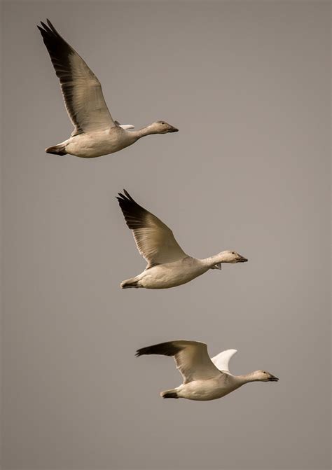 Three Geese In A Row Bob Jensen Flickr