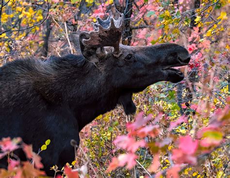 Bull Moose Wildlife Photography