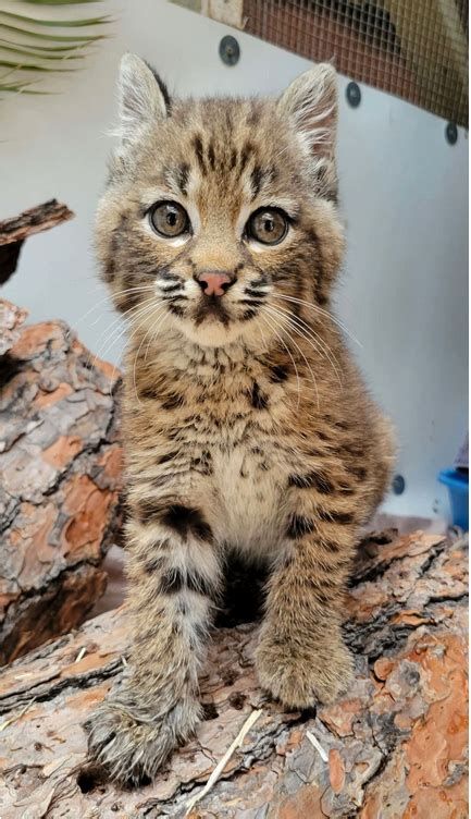 One Lucky Baby Bobcat This Kitten Was Rescued And Is Under The Care Of
