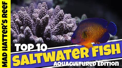 Top 10 Aquacultured Saltwater Fish - YouTube