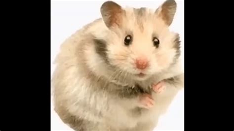 Hamster Fart Meme Youtube