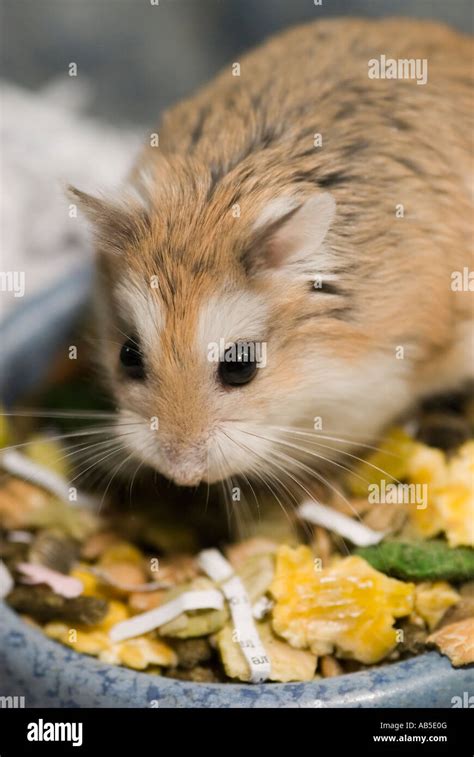 Dwarf Hamster Eating Food Stock Photo Alamy