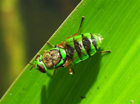Small Bright Green Insect Odontomyia Cincta Bugguidenet