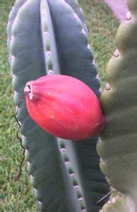 Human eat the prickly pear on the cactus! Newsletter 18 July 2017 - Eat The Weeds and other things, too